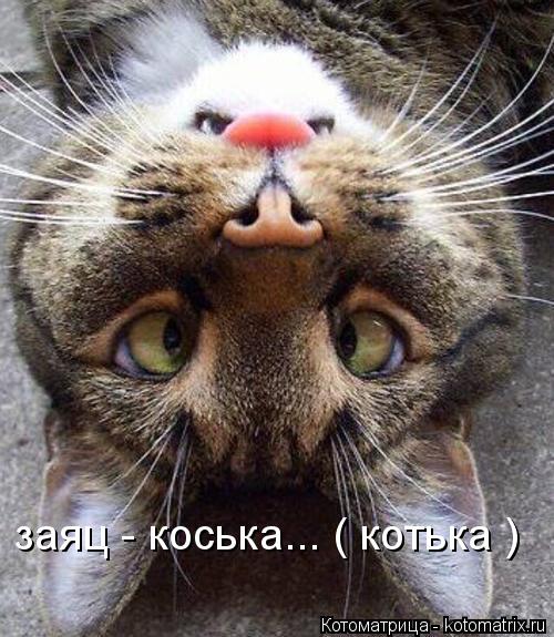 Котоматрица: заяц - коська... ( котька )