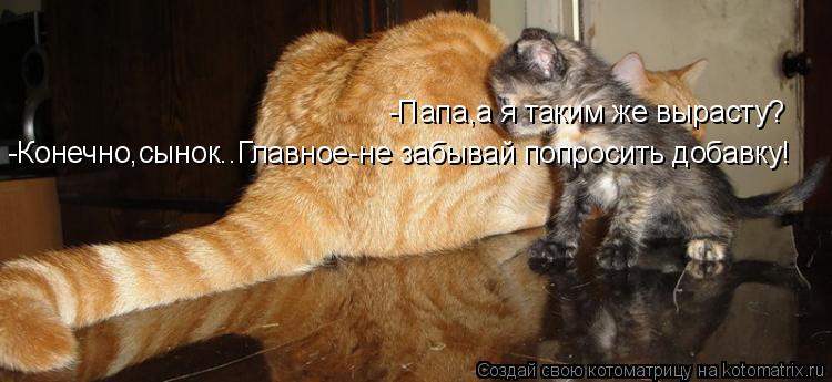 Котоматрица: -Папа,а я таким же вырасту? -Конечно,сынок..Главное-не забывай попросить добавку!