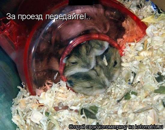 Котоматрица: За проезд передайте!..