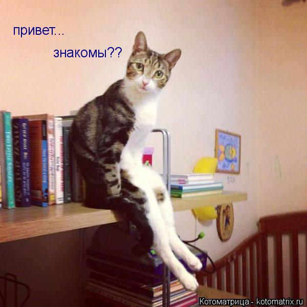 Котоматрица: привет... знакомы??