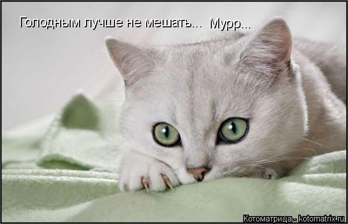 Котоматрица: Голодным лучше не мешать... Мурр...