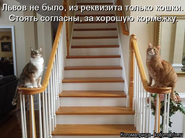 Котоматрица: Львов не было, из реквизита только кошки. Стоять согласны, за хорошую кормёжку.