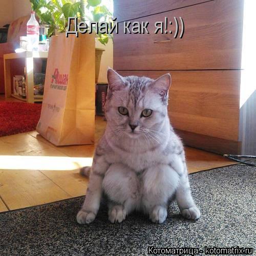 Котоматрица: Делай как я!:))
