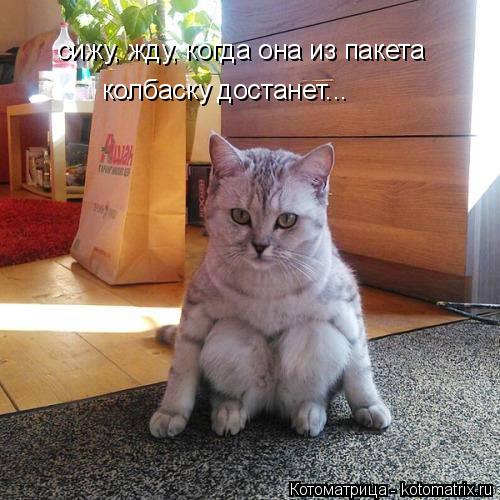 Котоматрица: сижу, жду, когда она из пакета колбаску достанет...