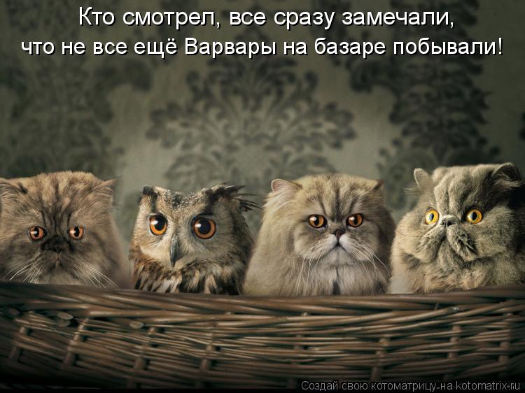 Котоматрица: Кто смотрел, все сразу замечали,  что не все ещё Варвары на базаре побывали!