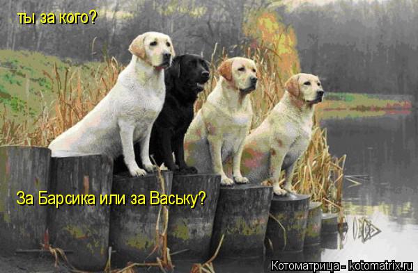 Котоматрица: ты за кого? За Барсика или за Ваську?