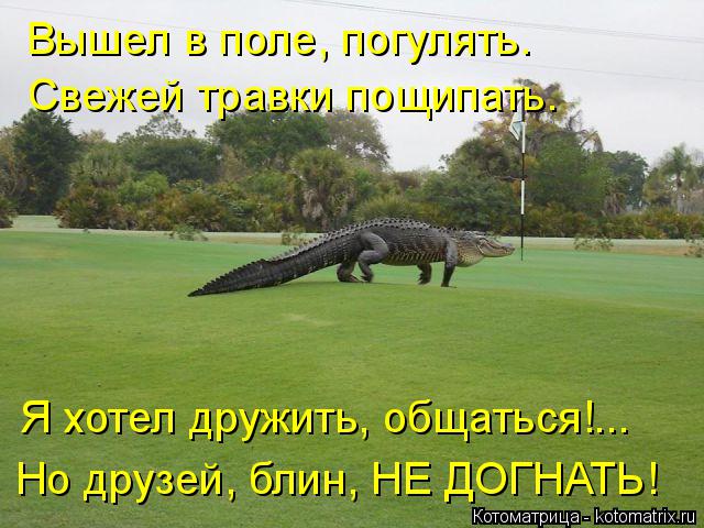 Котоматрица: Вышел в поле, погулять. Свежей травки пощипать. Я хотел дружить, общаться!... Но друзей, блин, НЕ ДОГНАТЬ!