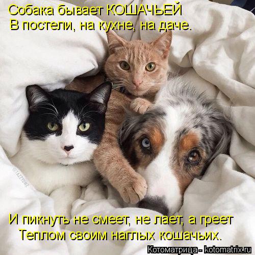 Котоматрица: Собака бывает КОШАЧЬЕЙ В постели, на кухне, на даче. И пикнуть не смеет, не лает, а греет Теплом своим наглых кошачьих.