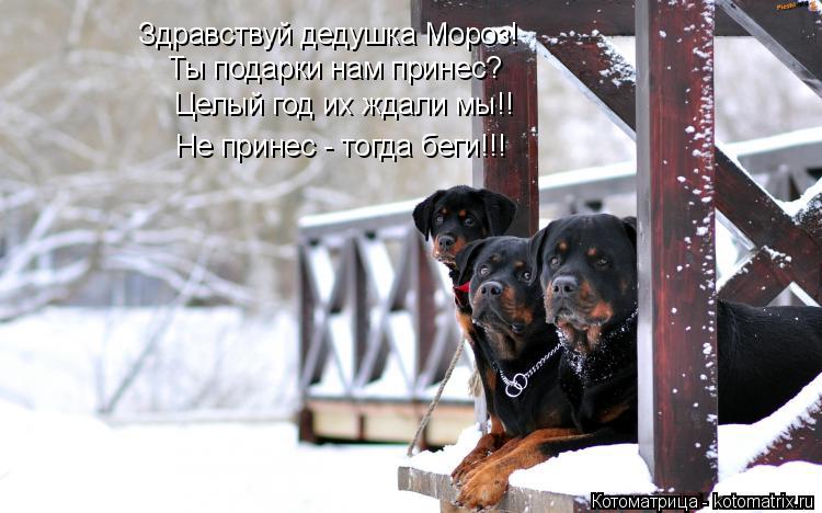 Котоматрица: Целый год их ждали мы!! Не принес - тогда беги!!! Ты подарки нам принес? Здравствуй дедушка Мороз!