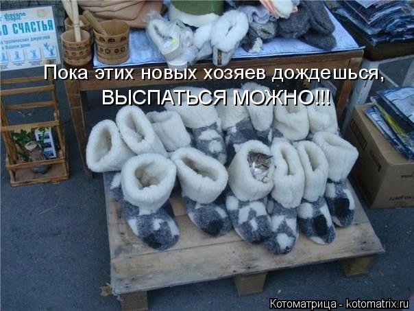 Котоматрица: Пока этих новых хозяев дождешься,  ВЫСПАТЬСЯ МОЖНО!!!