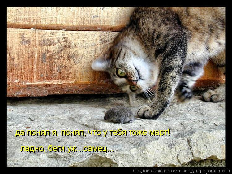 да понял я, понял, что у тебя тоже март! ладно, беги уж...самец...... Котоматрица: да понял я, понял, что у тебя тоже март! ладно, беги уж...самец...