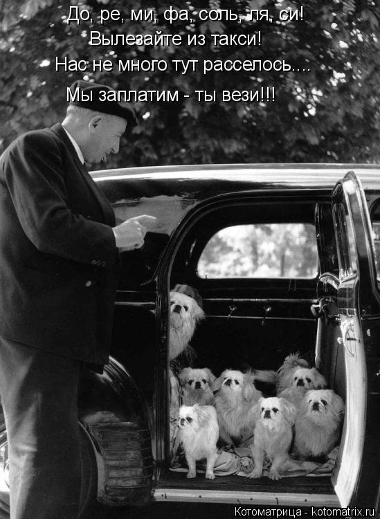 Котоматрица: До, ре, ми, фа, соль, ля, си! Вылезайте из такси! Нас не много тут расселось.... Мы заплатим - ты вези!!!