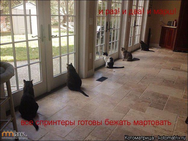Котоматрица: и раз! и два! и марш! все спринтеры готовы бежать мартовать
