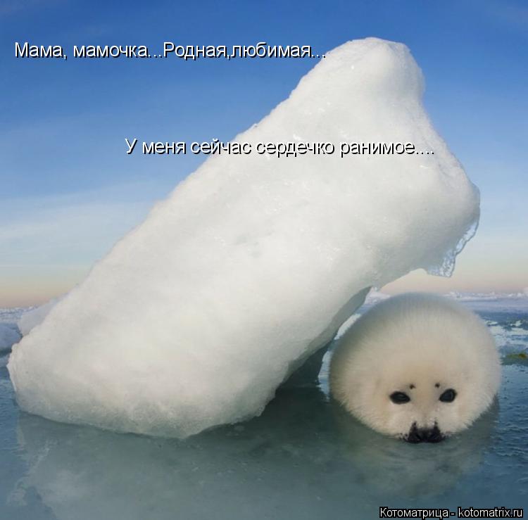Котоматрица: Мама, мамочка...Родная,любимая... У меня сейчас сердечко ранимое....