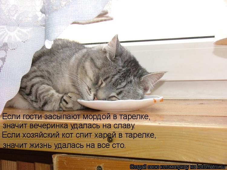 Котоматрица: Если гости засыпают мордой в тарелке,  значит вечеринка удалась на славу. Если хозяйский кот спит харей в тарелке, значит жизнь удалась на в