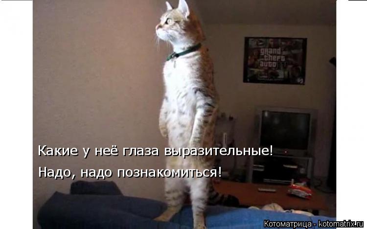 Котоматрица: Какие у неё глаза выразительные! Какие у неё глаза выразительные! Надо, надо познакомиться!