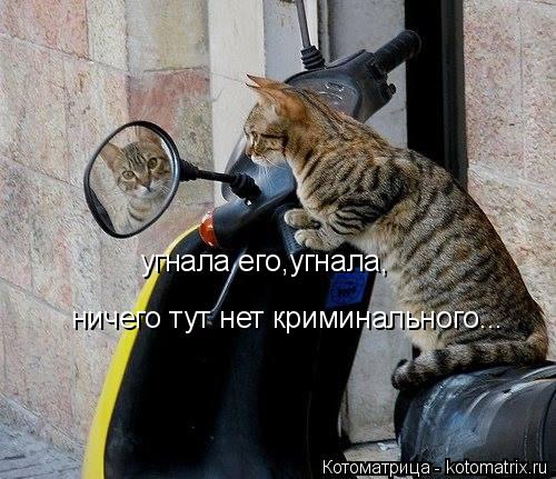 Котоматрица: угнала его,угнала, ничего тут нет криминального...