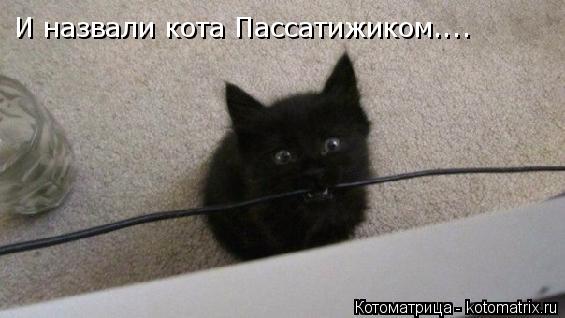 И назвали кота Пассатижиком....... Котоматрица: И назвали кота Пассатижиком....