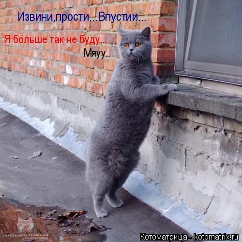 Котоматрица: Извини,прости...Впустии... Я больше так не буду... Мяуу..