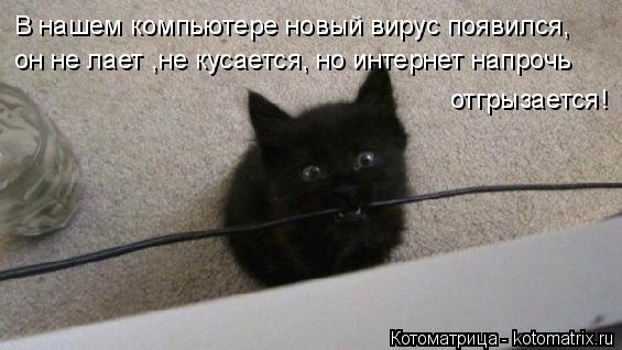 Котоматрица: В нашем компьютере новый вирус появился, он не лает ,не кусается, но интернет напрочь отгрызается!