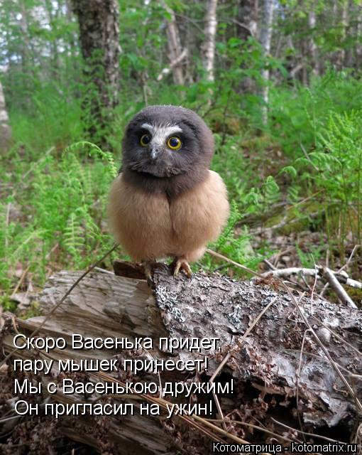 Котоматрица: Скоро Васенька придет,  пару мышек принесет! Мы с Васенькою дружим! Он пригласил на ужин!