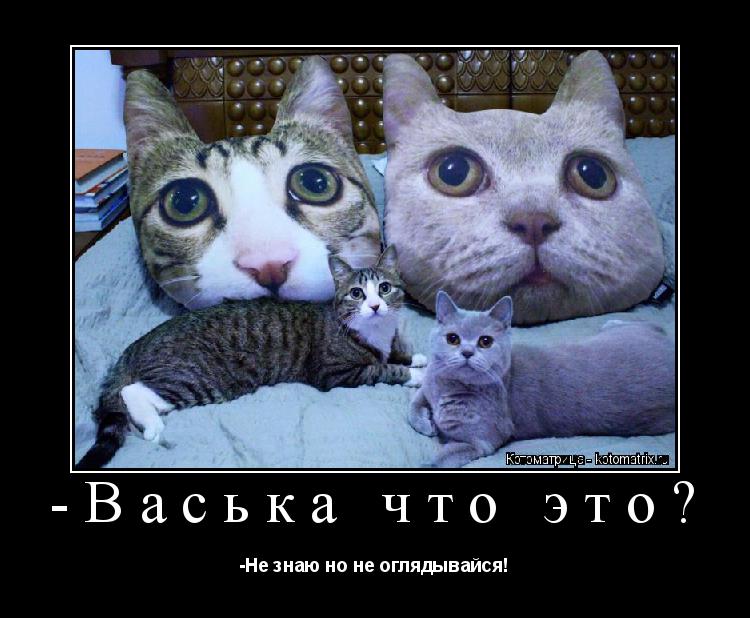 Котоматрица: -Васька что это? -Не знаю но не оглядывайся!