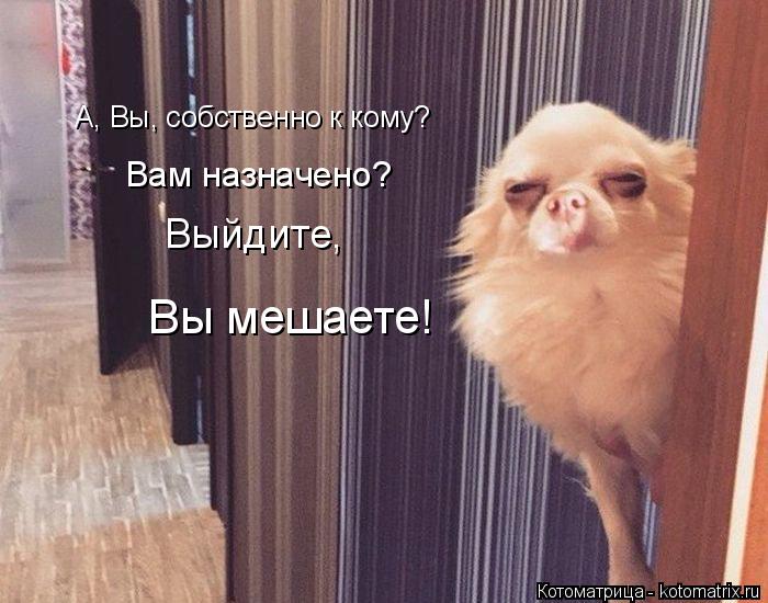 Котоматрица: А, Вы, собственно к кому? Вам назначено? Выйдите,  Вы мешаете!