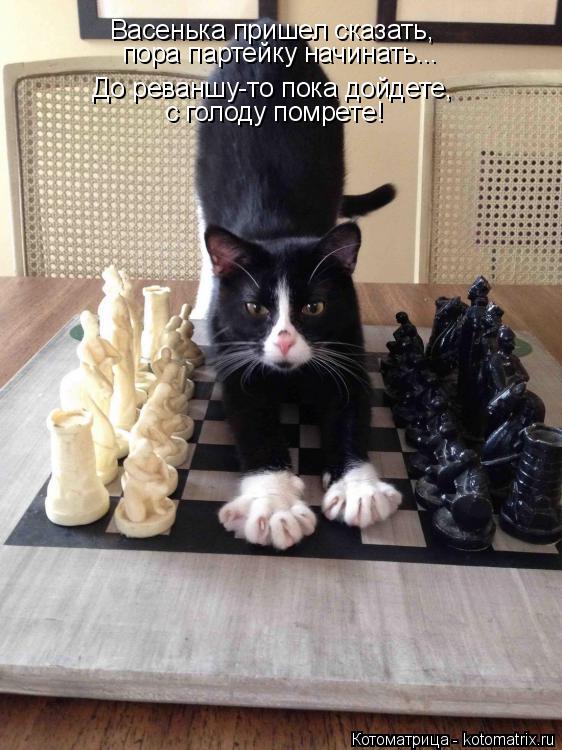 Котоматрица: Васенька пришел сказать,  пора партейку начинать... с голоду помрете! До реваншу-то пока дойдете,