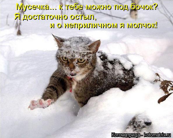 Котоматрица: Мусечка... к тебе можно под бочок? Я достаточно остыл,  и о неприличном я молчок!