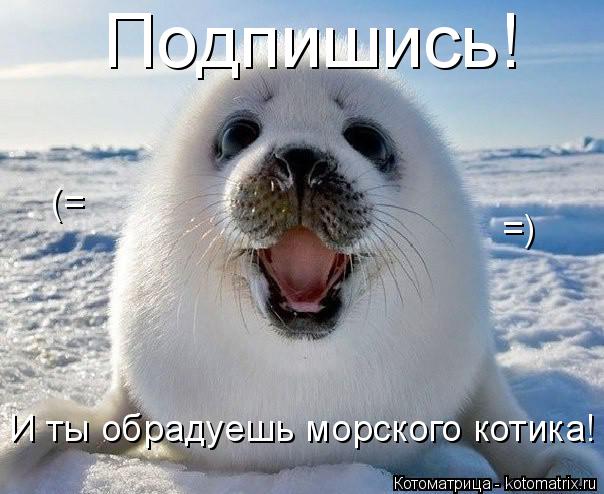 Котоматрица: Подпишись! И ты обрадуешь морского котика! =) (=
