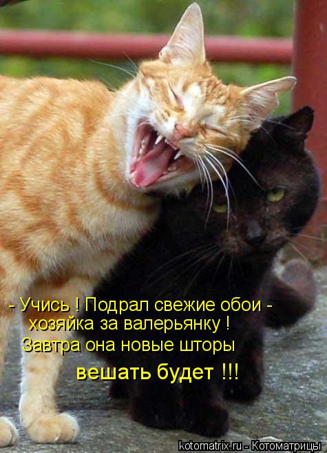 Котоматрица: - Учись ! Подрал свежие обои - хозяйка за валерьянку ! Завтра она новые шторы  вешать будет !!!