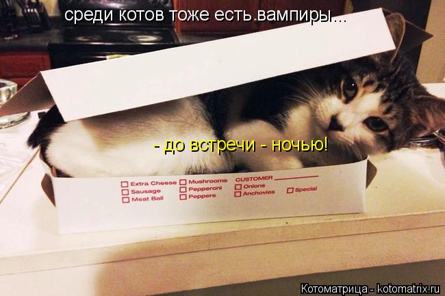 Котоматрица: среди котов тоже есть вампиры... - до встречи - ночью!