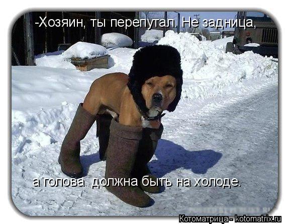 Котоматрица: -Хозяин, ты перепутал. Не задница,   а голова  должна быть на холоде.