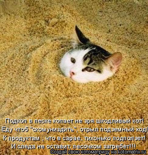 Котоматрица: К продуктам , что в сарае, тихонько подползет! Еду чтоб "скомуниздить", отрыл подземный ход! И следа не оставит, песочком загребет!!! Подкоп в п