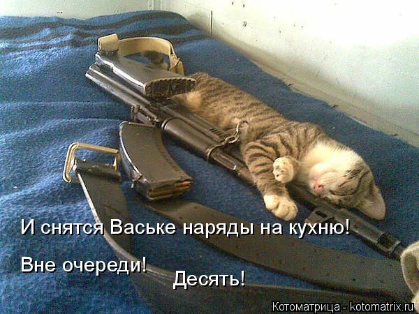 Котоматрица: И снятся Ваське наряды на кухню!  Вне очереди! Десять!