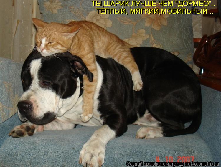 ТЫ,ШАРИК,ЛУЧШЕ ЧЕМ "ДОРМЕО".. ТЕПЛЫЙ, МЯГКИЙ,МОБИЛЬНЫЙ ..... Котоматрица: ТЫ,ШАРИК,ЛУЧШЕ ЧЕМ "ДОРМЕО".. ТЕПЛЫЙ, МЯГКИЙ,МОБИЛЬНЫЙ ..