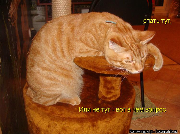 Котоматрица: спать тут, Или не тут - вот в чём вопрос