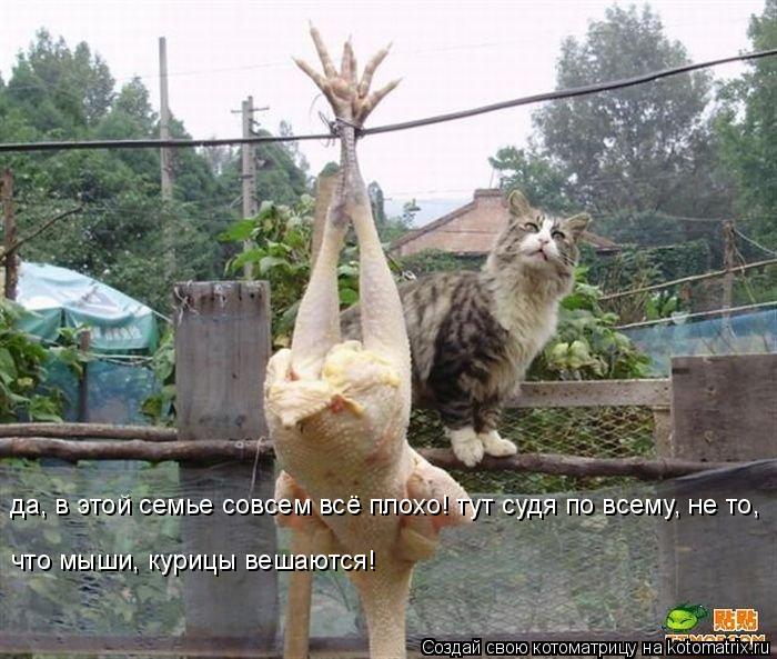 Котоматрица: да, в этой семье совсем всё плохо! тут судя по всему, не то,  что мыши, курицы вешаются!