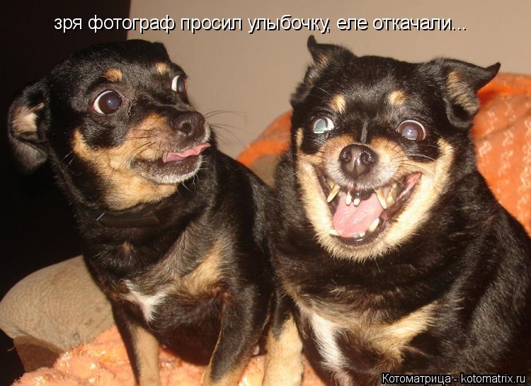 Котоматрица: зря фотограф просил улыбочку, еле откачали...
