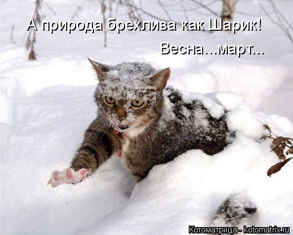 А природа брехлива как Шарик! Весна...март...... Котоматрица: А природа брехлива как Шарик! Весна...март...