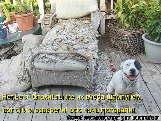Котоматрица: Нет,не я, блохи! ты же их вчера шампунем, вот они и озверели! всю ночь лютовали!