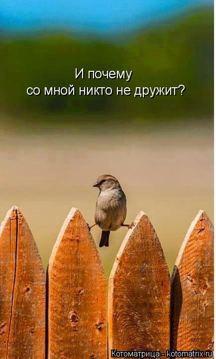 Котоматрица: И почему  со мной никто не дружит?