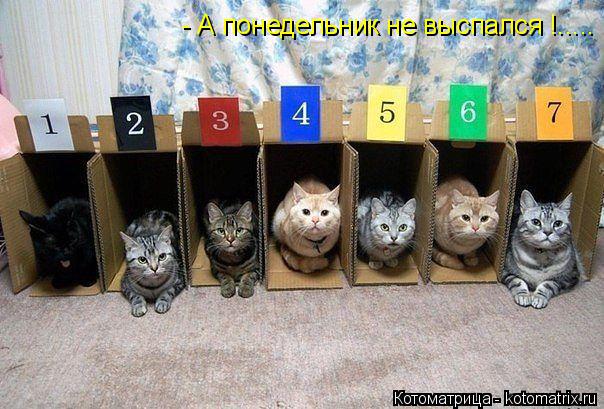 - А понедельник не выспался !........ Котоматрица: - А понедельник не выспался !.....
