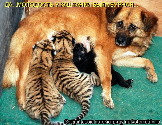 Котоматрица: ДА...МОЛОДОСТЬ У КАШТАНКИ БЫЛА БУРНАЯ...