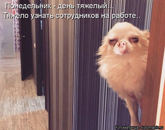 Котоматрица: Понедельник - день тяжелый...  Тяжело узнать сотрудников на работе..