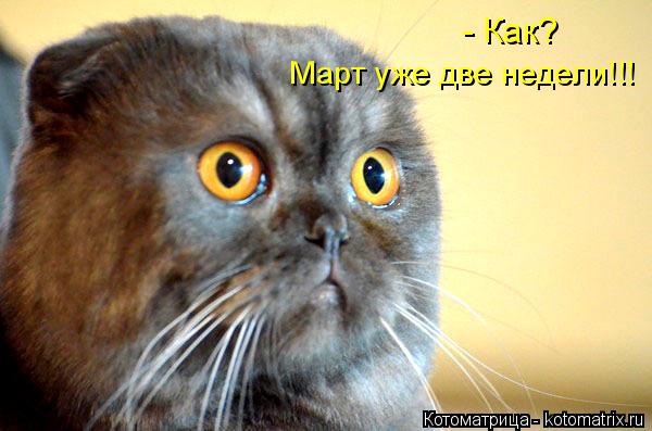 Котоматрица: - Как? Март уже две недели!!!