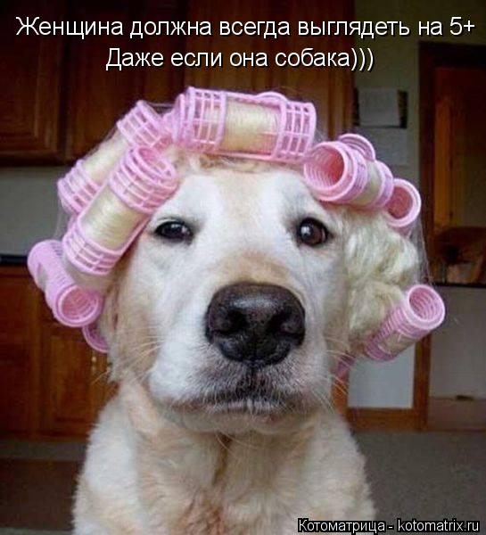 Женщина должна всегда выглядеть на 5+ Даже если она собака)))... Котоматрица: Женщина должна всегда выглядеть на 5+ Даже если она собака)))