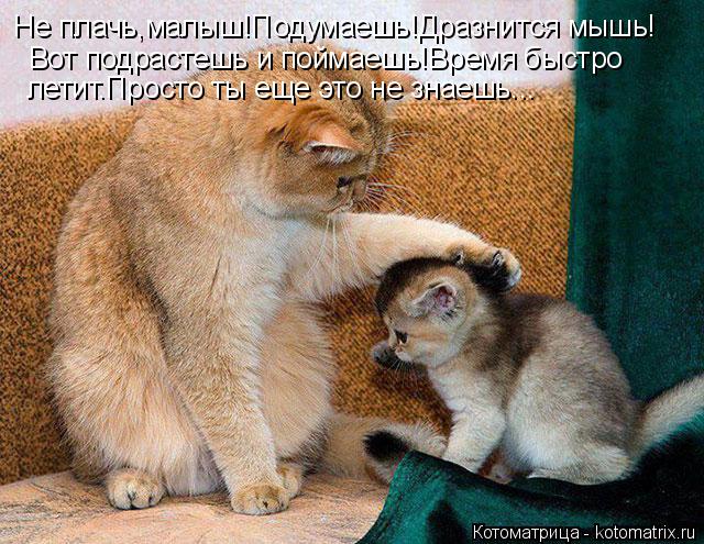 Не плачь,малыш!Подумаешь!Дразнится мышь! Вот подрастешь и поймаешь!Время быстро летит.Просто ты еще э... Котоматрица: Не плачь,малыш!Подумаешь!Дразнится мышь! Вот подрастешь и поймаешь!Время быстро летит.Просто ты еще это не знаешь...