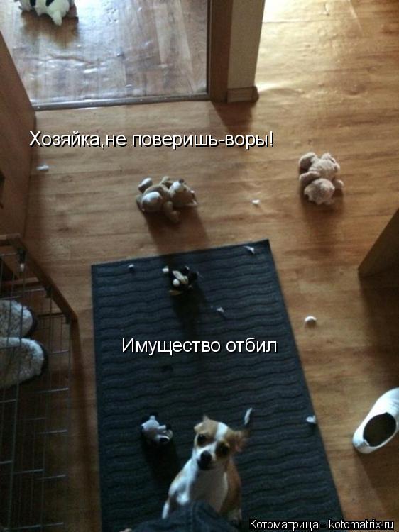 Котоматрица: Хозяйка,не поверишь-воры! Имущество отбил