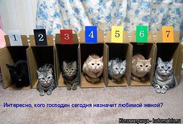 Интересно, кого господин сегодня назначит любимой женой?... Котоматрица: Интересно, кого господин сегодня назначит любимой женой?